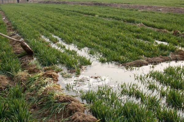 晚播小麦能浇冻水吗，能浇但是不建议浇