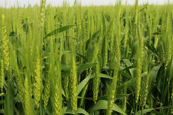 晚播小麦能浇冻水吗，能浇但是不建议浇