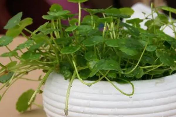 铜钱草放哪里养最好,通风透气处或者水池里都适合