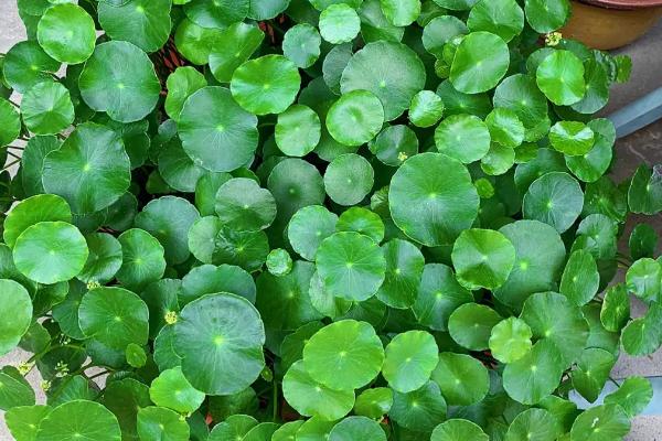 铜钱草放哪里养最好,通风透气处或者水池里都适合