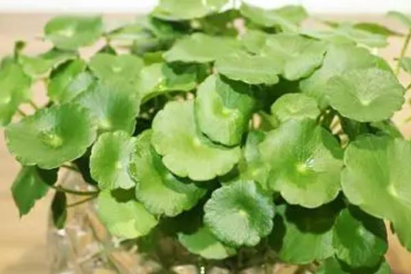 铜钱草放哪里养最好,通风透气处或者水池里都适合