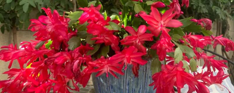 蟹爪兰叶子发软发皱怎么办，需尽快移至半阴半阳的环境中