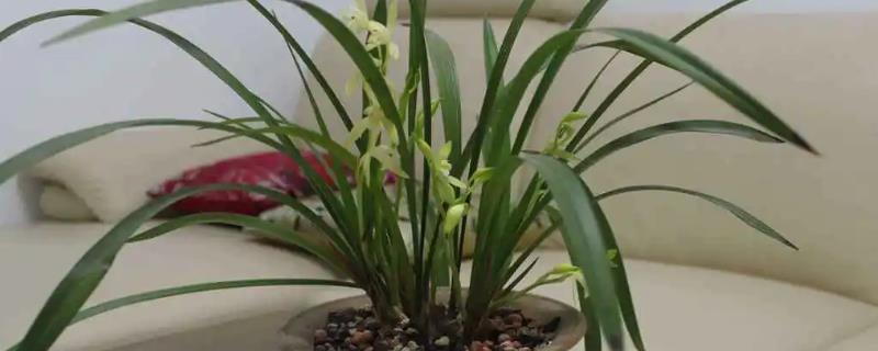 兰花的象征意义,代表高洁典雅、无私奉献、手足情深等