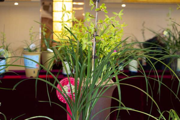 兰花的象征意义,代表高洁典雅、无私奉献、手足情深等