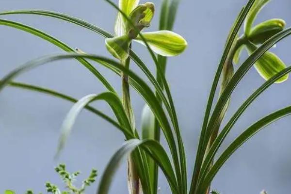 兰花的象征意义,代表高洁典雅、无私奉献、手足情深等