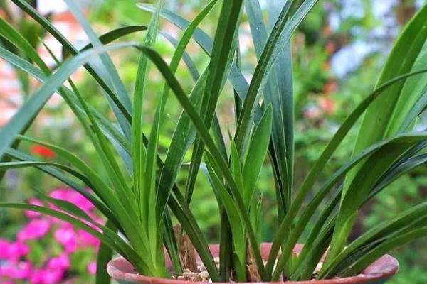 兰花的象征意义,代表高洁典雅、无私奉献、手足情深等