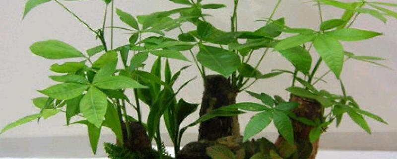 发财树根腐烂怎么处理,及时把腐烂的根系剪除