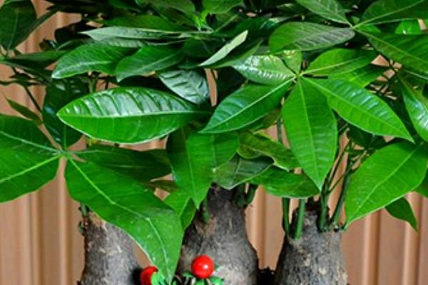 发财树根腐烂怎么处理,及时把腐烂的根系剪除