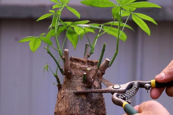 发财树根腐烂怎么处理,及时把腐烂的根系剪除