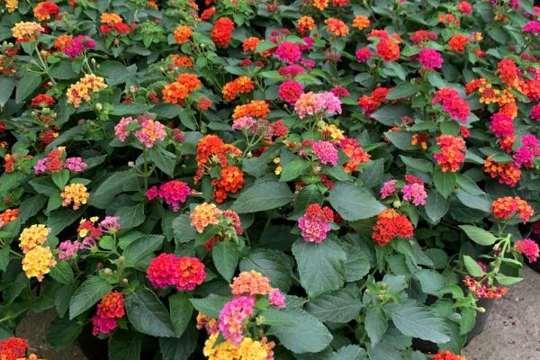 五色梅最低耐寒多少度,最低耐寒5℃