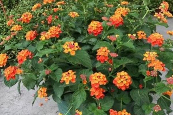 五色梅最低耐寒多少度,最低耐寒5℃