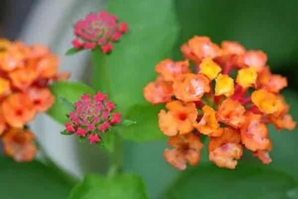 五色梅最低耐寒多少度,最低耐寒5℃