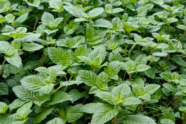 凉粉草的种植方法,在春季1到5月份种植