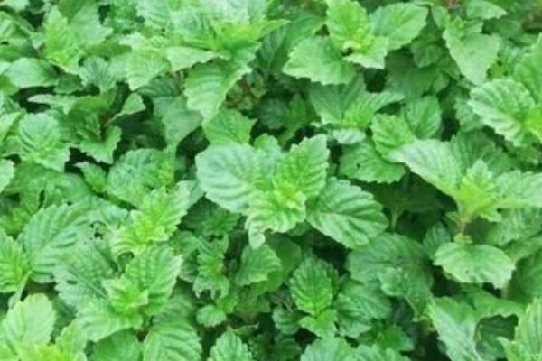 凉粉草的种植方法,在春季1到5月份种植