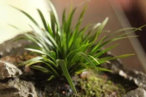 菖蒲的养殖方法,要保证充足的光照