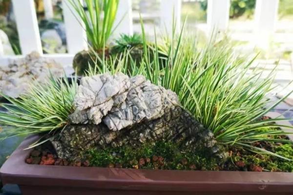 菖蒲的养殖方法,要保证充足的光照