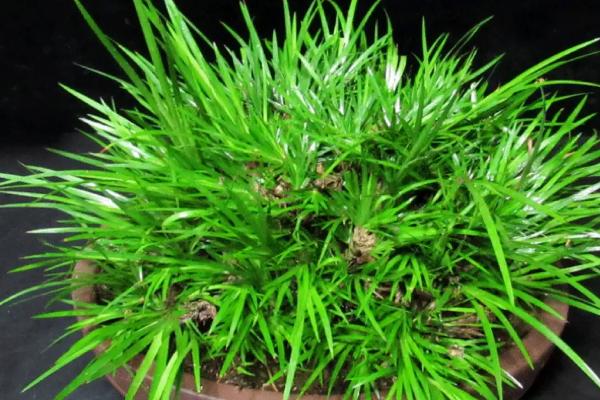 菖蒲的养殖方法,要保证充足的光照