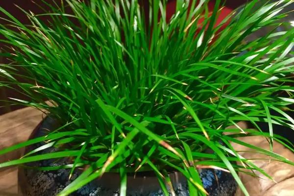 菖蒲的养殖方法,要保证充足的光照