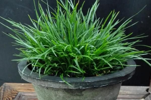 菖蒲的养殖方法,要保证充足的光照