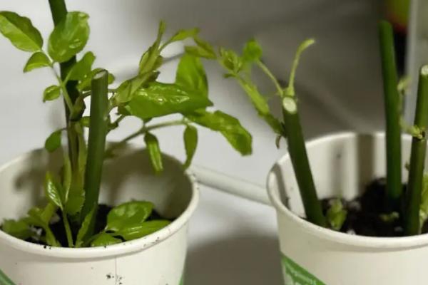 玫瑰花什么时候可以扦插,适合在春秋两个季节插扦