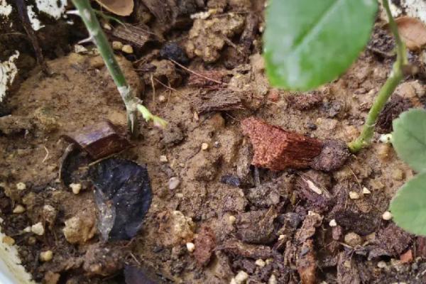 玫瑰花什么时候可以扦插,适合在春秋两个季节插扦