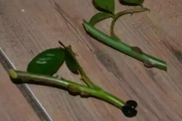 玫瑰花什么时候可以扦插,适合在春秋两个季节插扦