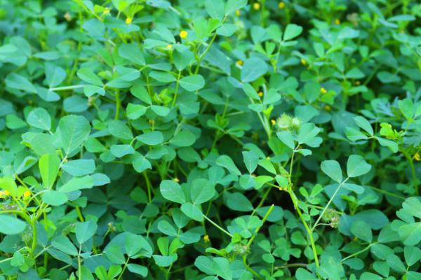 草头的种植方法，种植时间通常分为春季和秋季