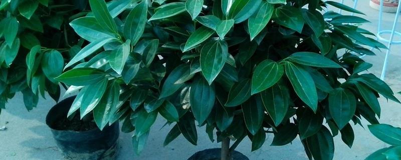 平安树的养殖方法，温度应该维持在20-30℃之间