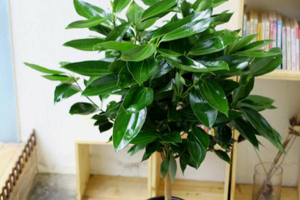 平安树的养殖方法,温度应该维持在20-30℃之间