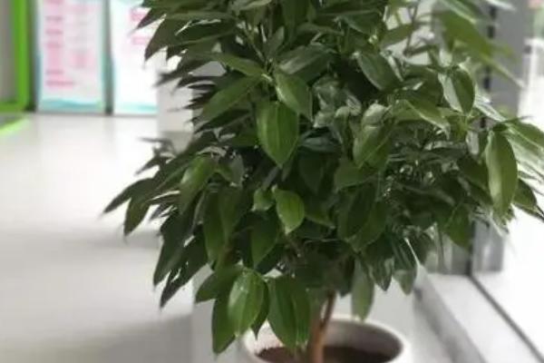 平安树的养殖方法,温度应该维持在20-30℃之间