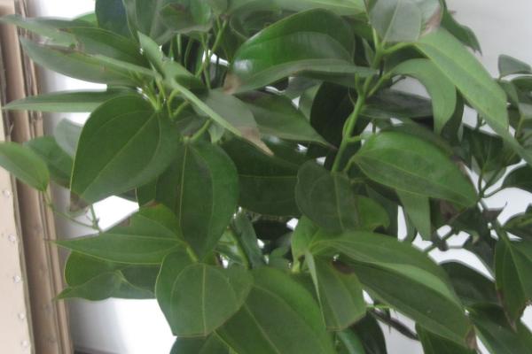 平安树的养殖方法,温度应该维持在20-30℃之间