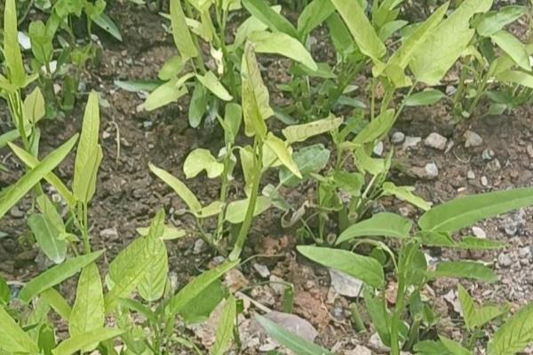 空心菜叶子发黄的原因,可能是根部缺水或浇水过多等