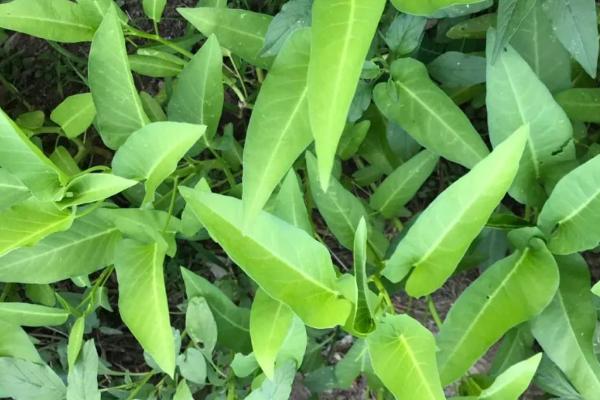 空心菜叶子发黄的原因,可能是根部缺水或浇水过多等