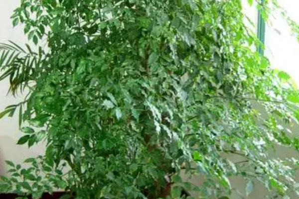 幸福树的摆放禁忌,切勿摆放在厕所、窗台和高位处