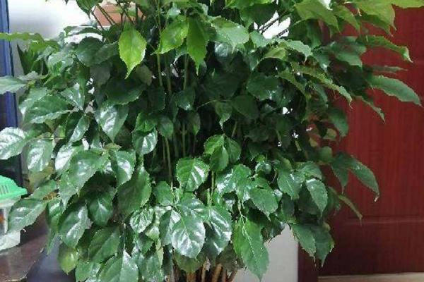 幸福树的摆放禁忌,切勿摆放在厕所、窗台和高位处