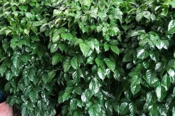 幸福树的摆放禁忌,切勿摆放在厕所、窗台和高位处