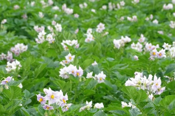 土豆开花可以浇水吗，土豆开花是可以浇水的