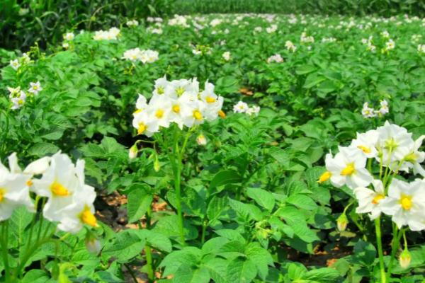 土豆开花可以浇水吗，土豆开花是可以浇水的