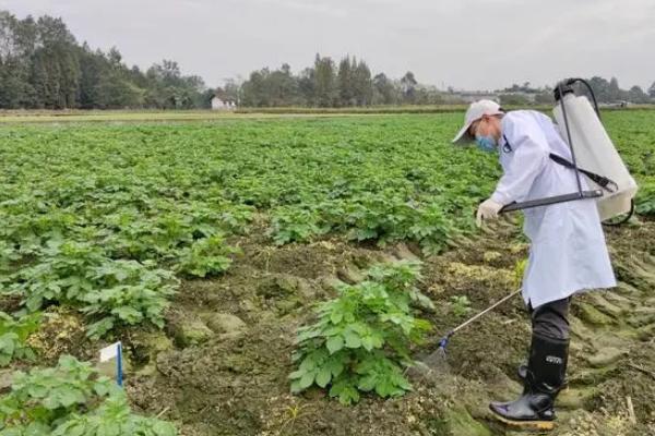土豆开花可以浇水吗，土豆开花是可以浇水的