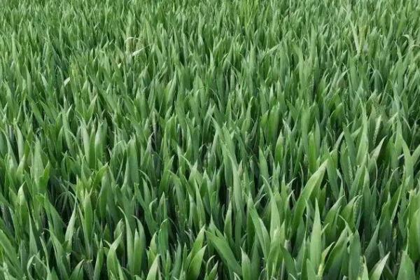 小麦冬前管理方法,11月份要浇灌越冬水