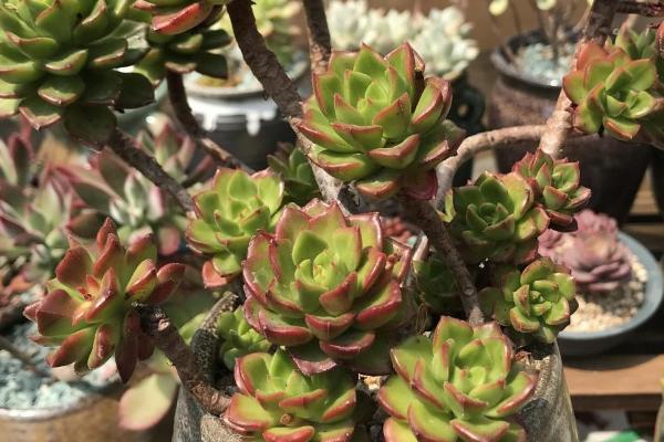 多肉蒂亚的养殖方法,不用频繁浇水