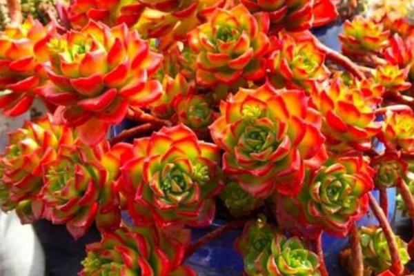 多肉蒂亚的养殖方法,不用频繁浇水