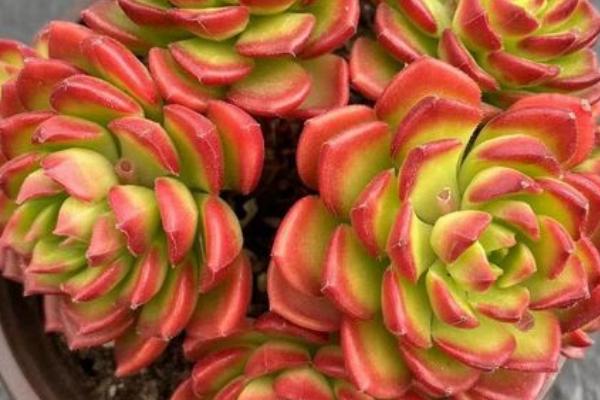 多肉蒂亚的养殖方法,不用频繁浇水