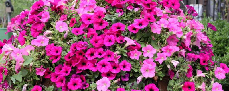 矮牵牛出芽后的养护方法，株高达到7-8厘米时要剪除部分叶片