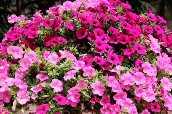 矮牵牛出芽后的养护方法,株高达到7-8厘米时要剪除部分叶片