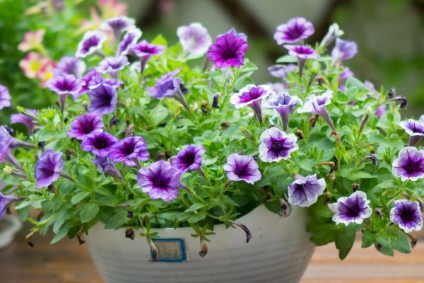 矮牵牛出芽后的养护方法,株高达到7-8厘米时要剪除部分叶片