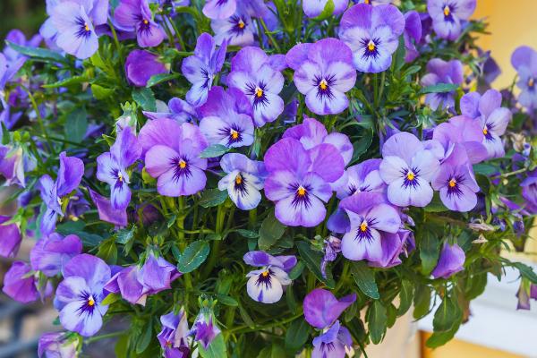 矮牵牛出芽后的养护方法,株高达到7-8厘米时要剪除部分叶片