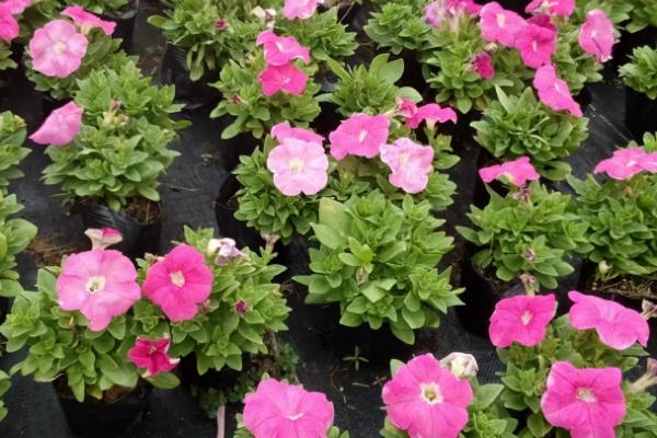 矮牵牛出芽后的养护方法,株高达到7-8厘米时要剪除部分叶片