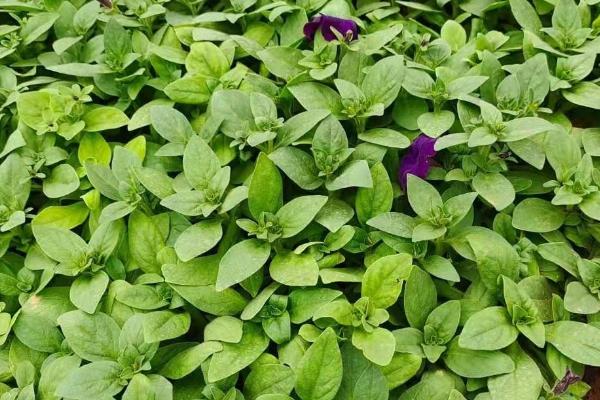 矮牵牛出芽后的养护方法,株高达到7-8厘米时要剪除部分叶片