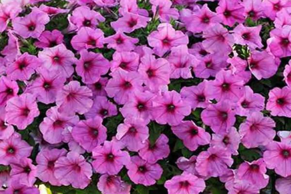 矮牵牛出芽后的养护方法,株高达到7-8厘米时要剪除部分叶片